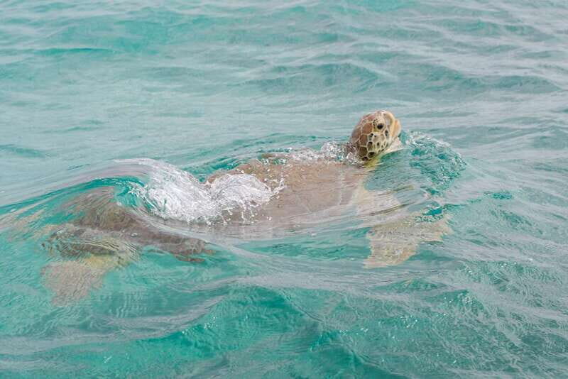 From Tulum: Sian Kaan Boat Trip Adventure with Lunch - Is This Tour Worth the Price?