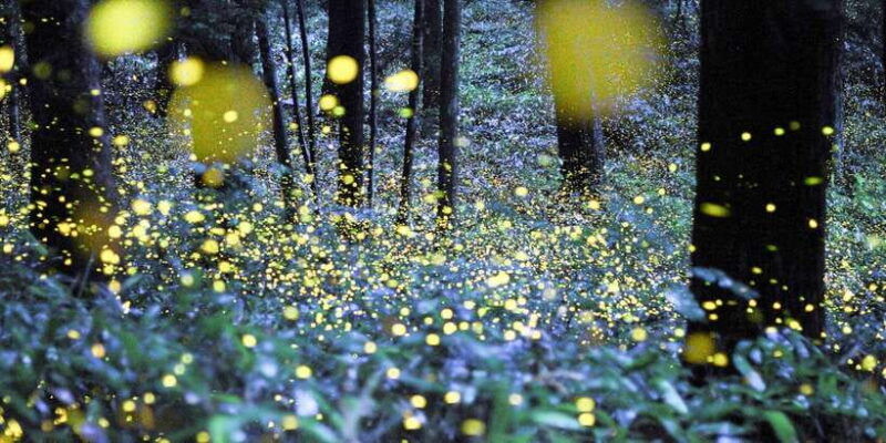 from-ubud-evening-firefly-tour-in-taro-village
