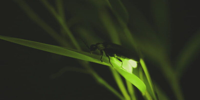 from-ubud-evening-firefly-tour-in-taro-village