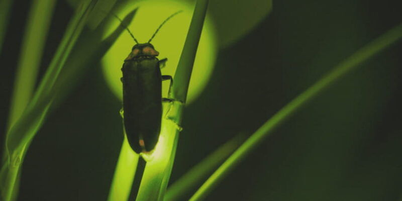 from-ubud-evening-firefly-tour-in-taro-village