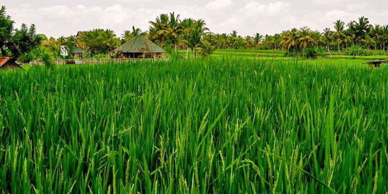 from-ubud-evening-firefly-tour-in-taro-village