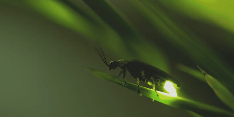from-ubud-evening-firefly-tour-in-taro-village