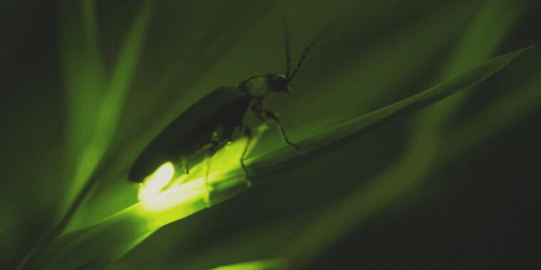 from-ubud-evening-firefly-tour-in-taro-village