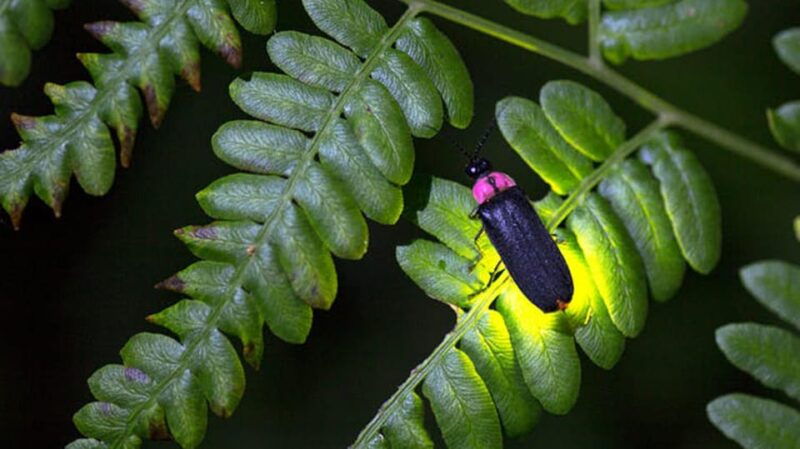 from-ubud-magical-village-tour-dinner-with-fireflies