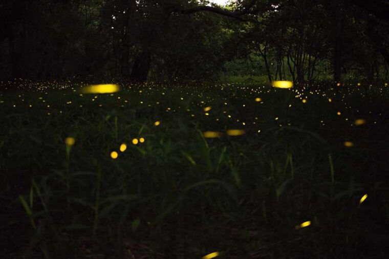 from-ubud-magical-village-tour-dinner-with-fireflies