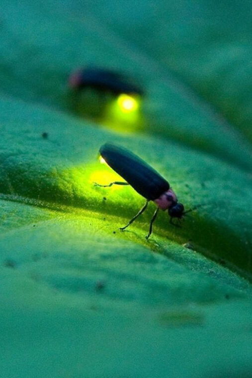 from-ubud-magical-village-tour-dinner-with-fireflies