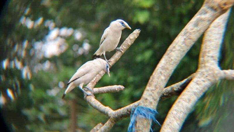 From Ubud: Tengkudak Village Guided Tour with Bird Spotting - Key Points