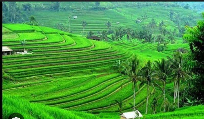 From Ubud: Tengkudak Village Guided Tour with Bird Spotting - The Sum Up