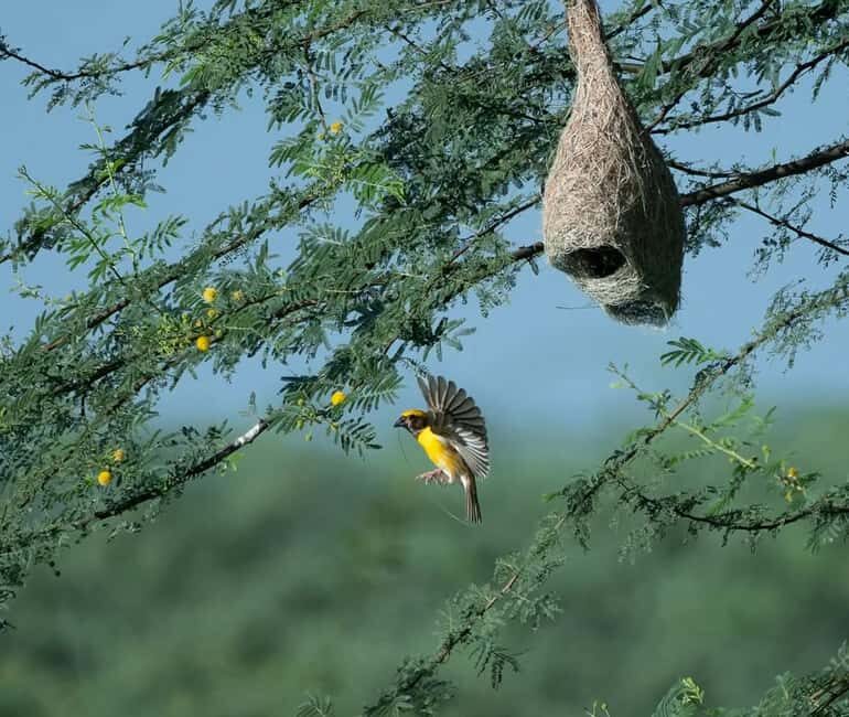 From Udaipur: Authentic Village Safari Experience - Key Points