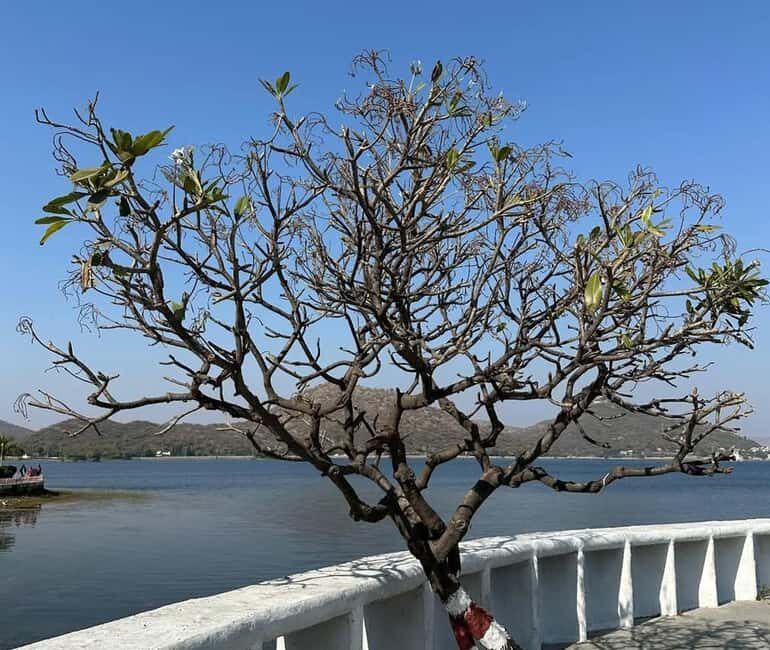 From Udaipur: Authentic Village Safari Experience - What to Expect from the Udaipur Village Safari