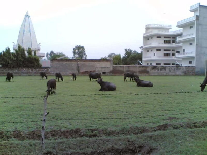 From Udaipur: Mount Abu Day Trip - The Sum Up