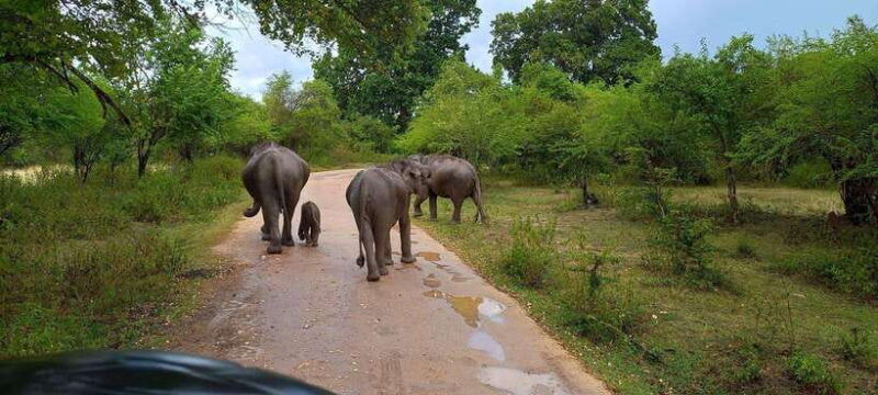 from-udawalawa-udawalawa-national-park-safari-tours