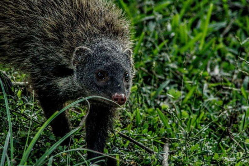 from-udawalawa-udawalawa-national-park-safari-tours