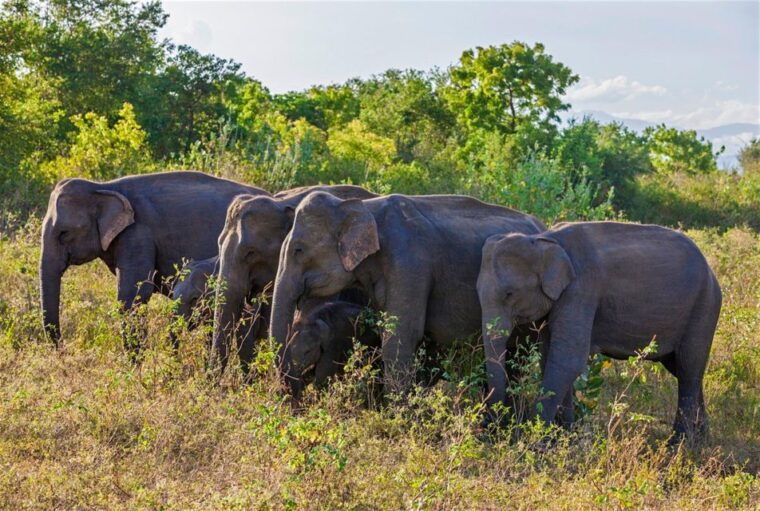 from-udawalawe-national-park-thrilling-full-day-safari