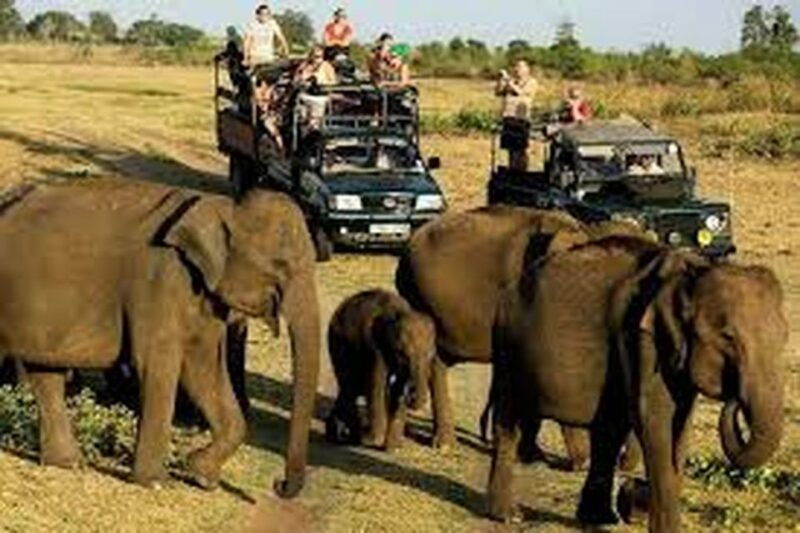 from-udawalawe-national-park-thrilling-half-day-safari