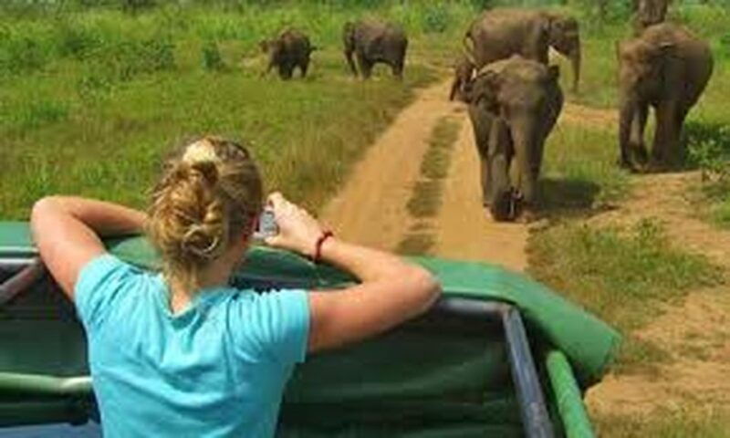 from-udawalawe-national-park-thrilling-half-day-safari