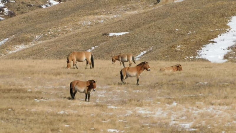 From Ulaanbaatar: 3-Day Terelj and Hustai National Parks - Final Thoughts: Who Will Enjoy This Tour?