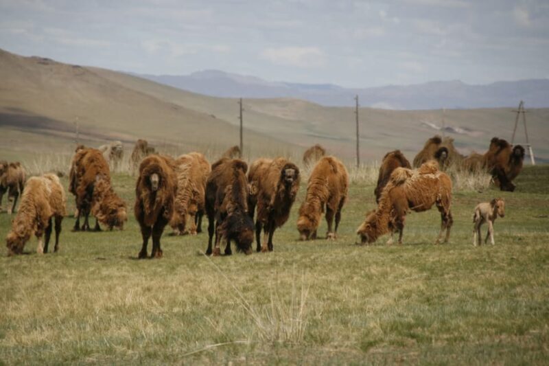 From Ulaanbaatar: Day Trip to Hustai National Park - Who Should Consider This Tour?