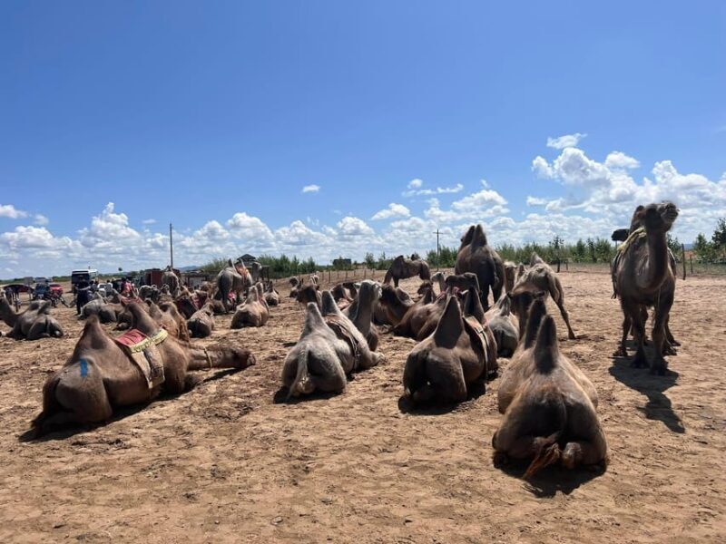 From Ulaanbaatar: Semi Gobi and Ancient Kharkhorin Tour - Final Thoughts: Is It Worth It?