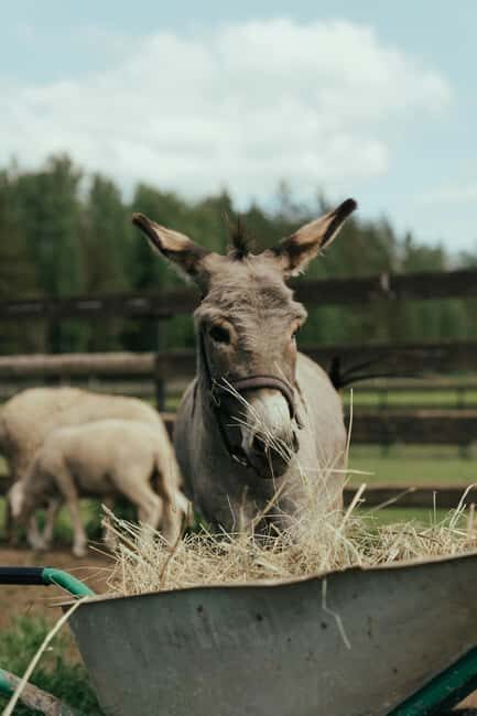 From Ulcinj: Montenegros Donkey Farm, A Family Adventure - Key Points  