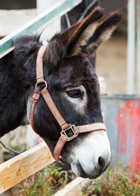 From Ulcinj: Montenegros Donkey Farm, A Family Adventure - Detailed Review of the Experience  