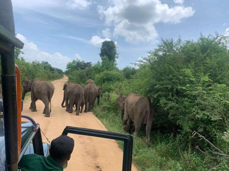 from-unawatuna-udawalawe-national-park-safari-with-transfer
