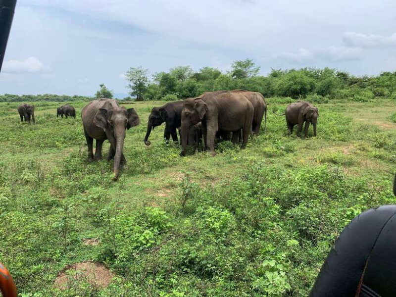 from-unawatuna-udawalawe-national-park-safari-with-transfer
