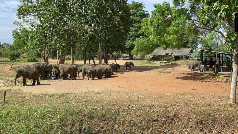 from-unawatuna-udawalawe-national-park-safari-with-transfer