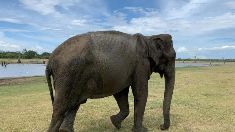 from-unawatuna-udawalawe-national-park-safari-with-transfer