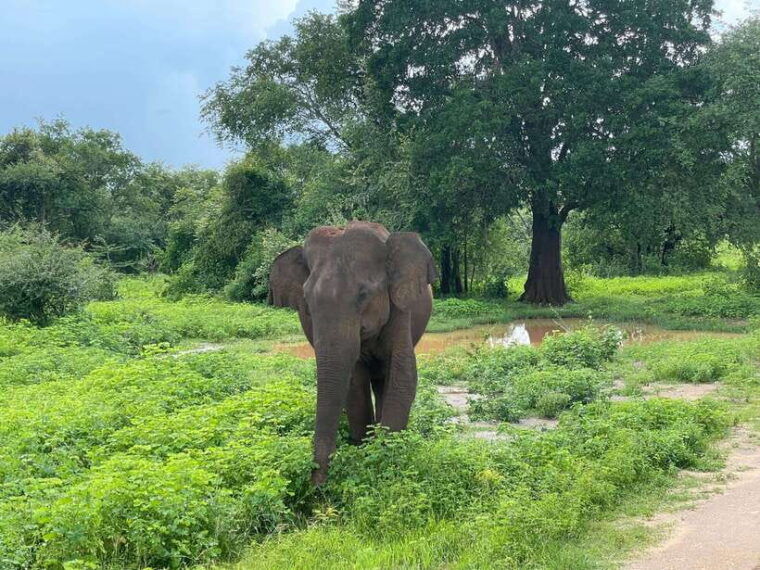 from-unawatuna-udawalawe-national-park-safari-with-transfer