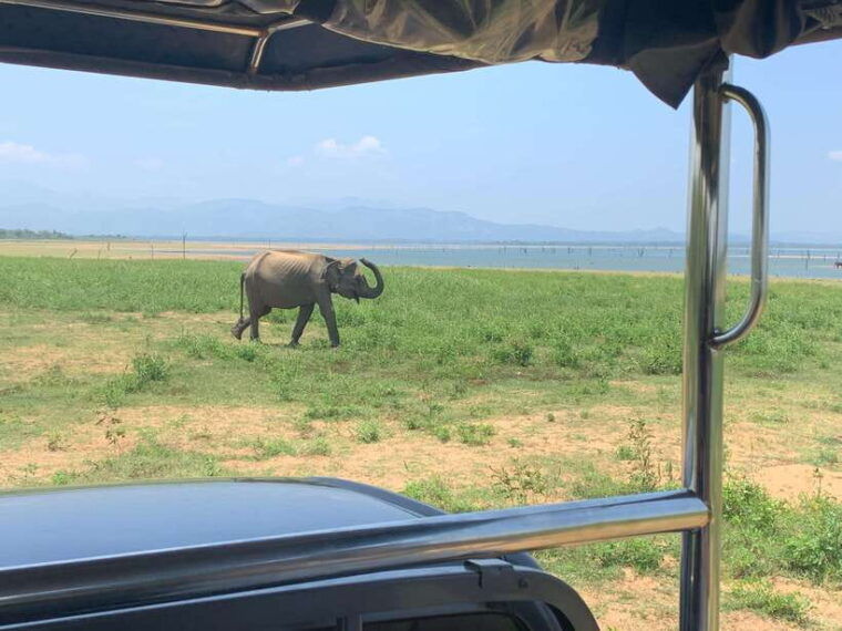 from-unawatuna-udawalawe-national-park-safari-with-transfer