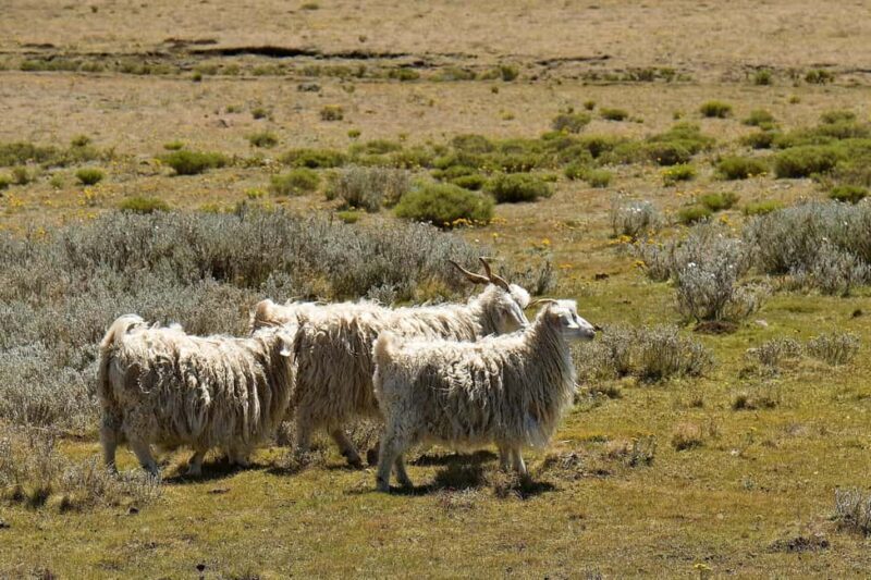 From Underberg: 3-Day Lesotho Highlights Guided Tour - Transportation and Group Size