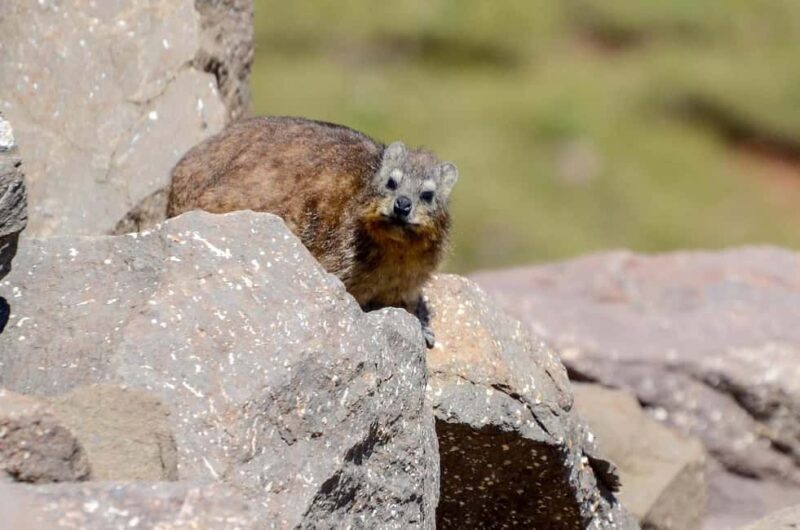 From Underberg: Sani Pass Private Day Tour - The Scenic Highlights and Cultural Gems