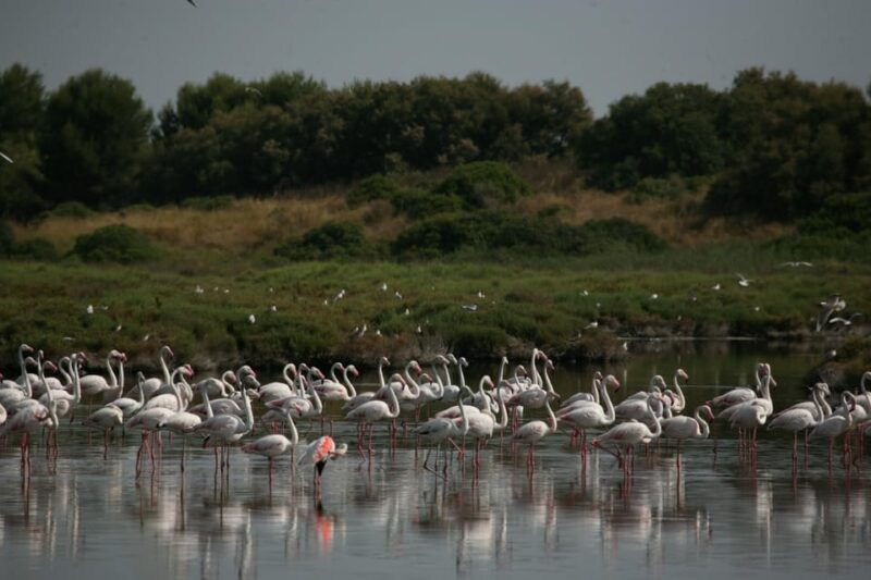 from-valencia-albufera-boat-ride-food-paella-included