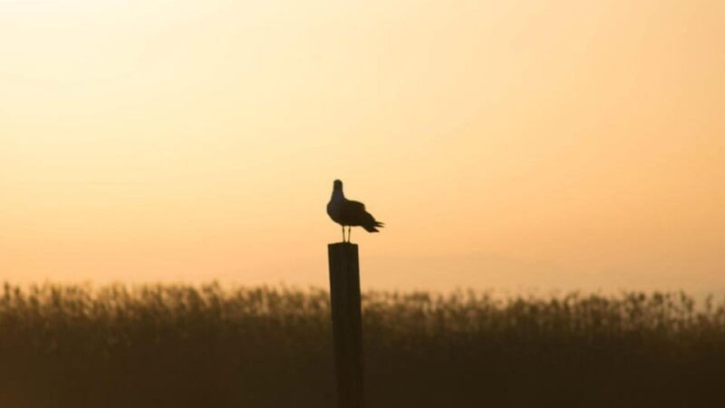 from-valencia-albufera-day-trip-with-boat-tour-and-transfer