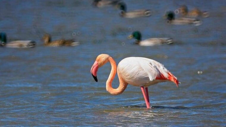 from-valencia-albufera-day-trip-with-boat-tour-and-transfer