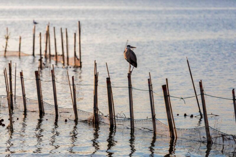 from-valencia-albufera-natural-park-with-sunset-boat-tour