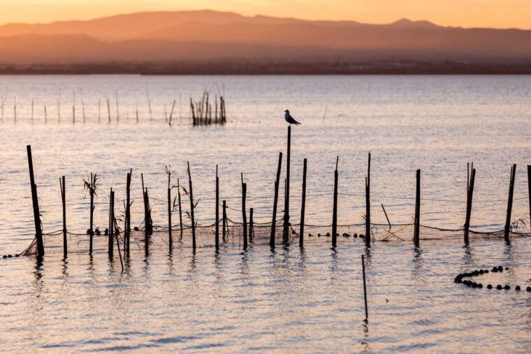 from-valencia-albufera-natural-park-with-sunset-boat-tour