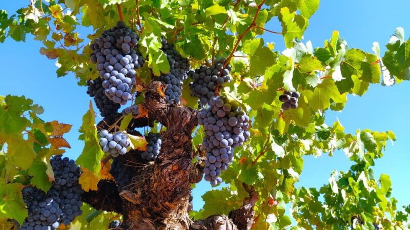 from-valencia-requena-wine-tour-with-tastings
