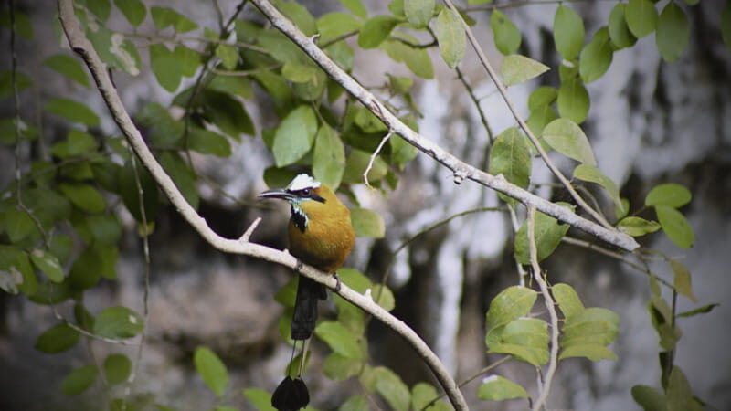 FROM VALLADOLID CHICHÉN ITZÁ + 2 CENOTES (PRIVATE TRANSPORTATION) - Authentic Experiences Shared by Travelers