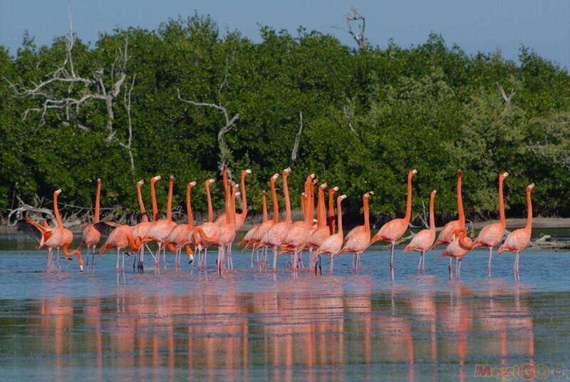 From Valladolid: Rio Lagartos and Ek Balam Day Trip - Discovering the Best of the Yucatán: Rio Lagartos and Ek Balam Day Trip