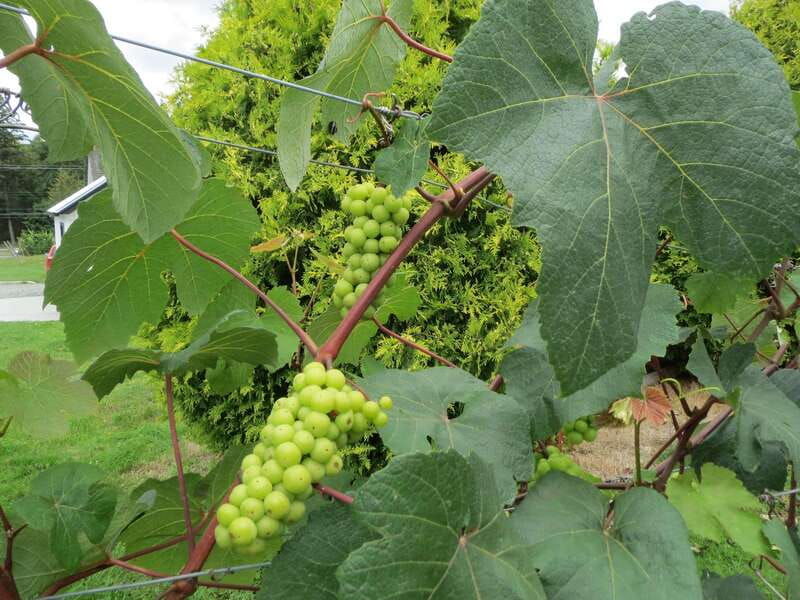 from-vancouver-half-day-fraser-valley-wine-tour