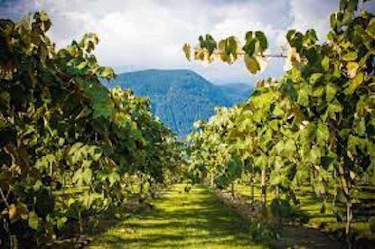 from-vancouver-half-day-fraser-valley-wine-tour