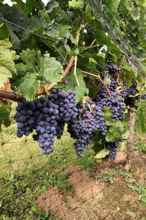 from-vancouver-half-day-fraser-valley-wine-tour