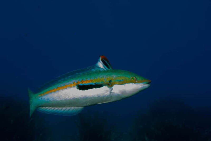 From Vasiliki: Lefkada Snorkeling Tour by Boat - Key Points