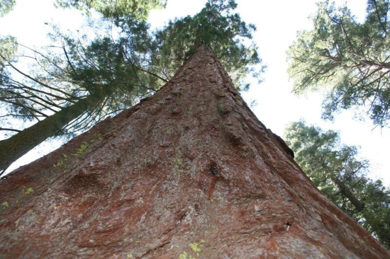 from-vegas-to-san-francisco-7-day-national-park-tour