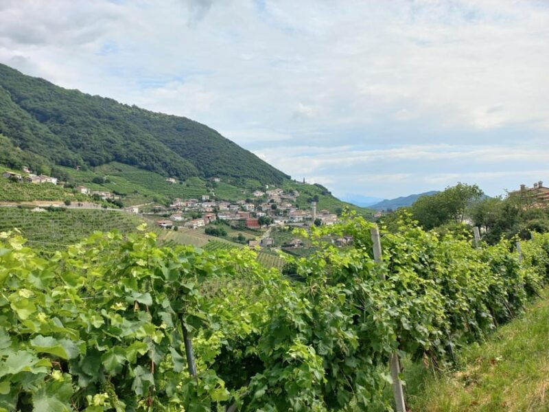 from-venice-and-treviso-prosecco-hills-wine-and-food-tour