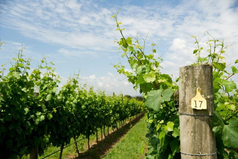 from-verona-valpolicella-and-amarone-full-day-private-tour