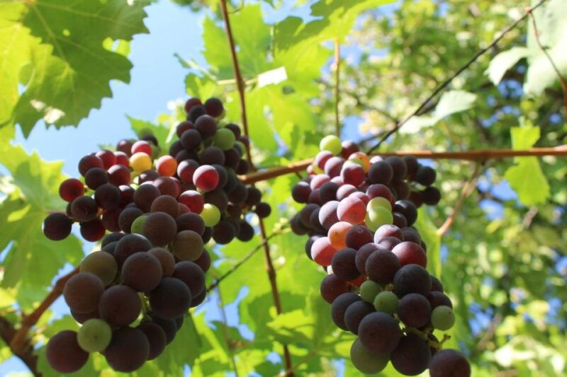 from-verona-valpolicella-and-amarone-full-day-private-tour