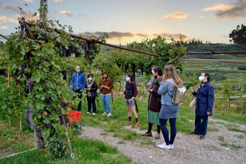 from-verona-valpolicella-winery-tour-with-amarone-vintages